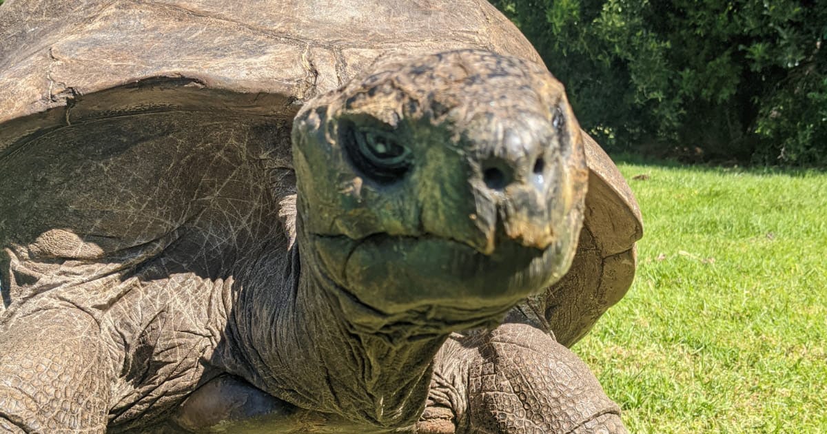 Džonatans, pasaulē vecākā bruņurupucis, 192 gadu vecumā dzīvo Santā Elenā.