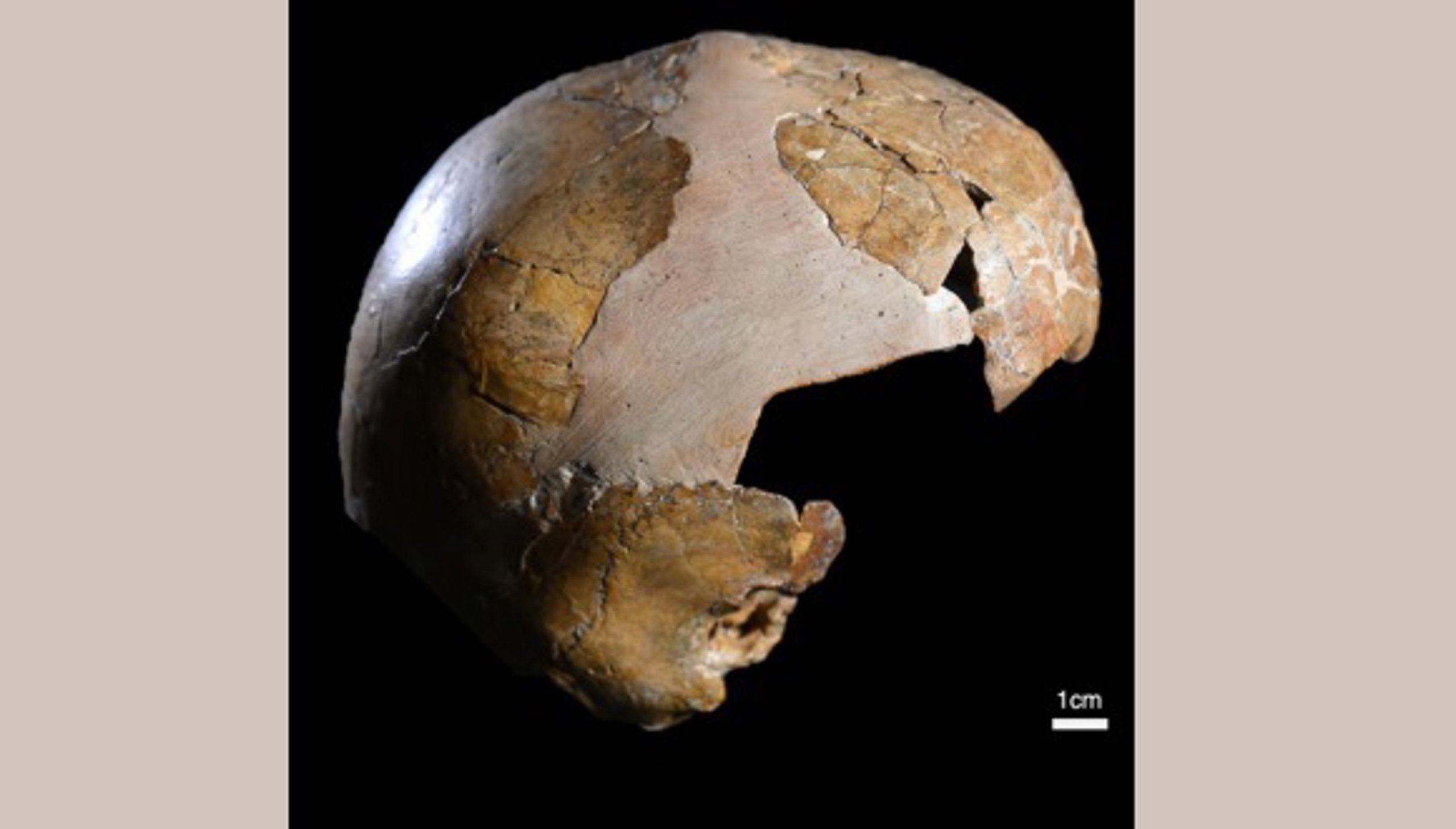 Atrasts senākais pierādījums neandertāliešu un sapienu krustošanās: bērna galvaskauss, kas dzīvoja pirms 140 000 gadiem.