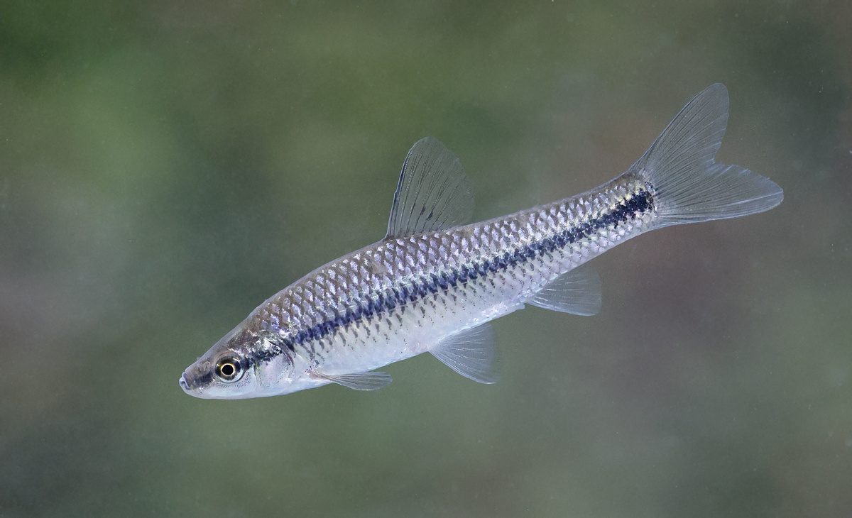 Tiek mēģināts apturēt ātrā izplatībā esošas ķīniešu invazīvās sugas izplatību Spānijas ūdenskrātuvē, taču līdzeklis izrādās sliktāks par pašu slimību